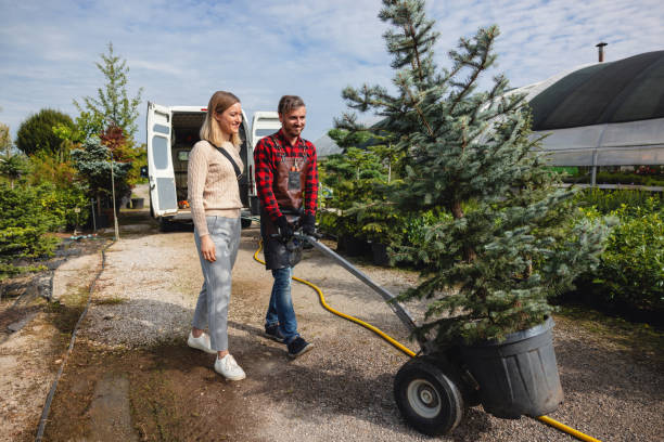 Professional Tree Service in Shattuck, OK